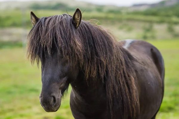 Close-up shot van een paard met lang haar en een wazige achtergrond — Stockfoto