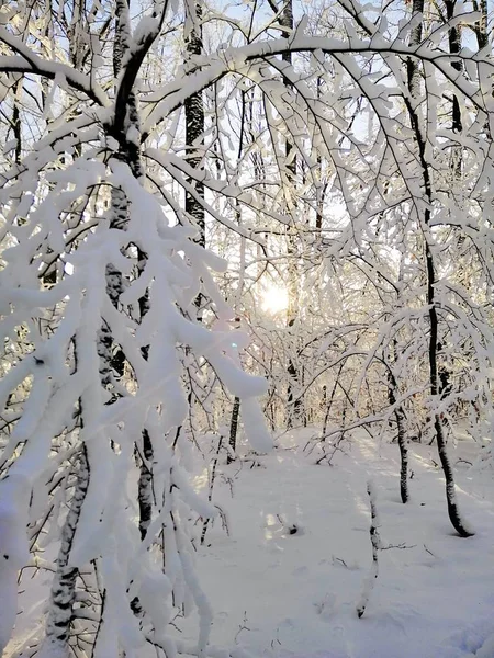 Skog omgiven av snötäckta träd under solljuset i Larvik i Norge — Stockfoto