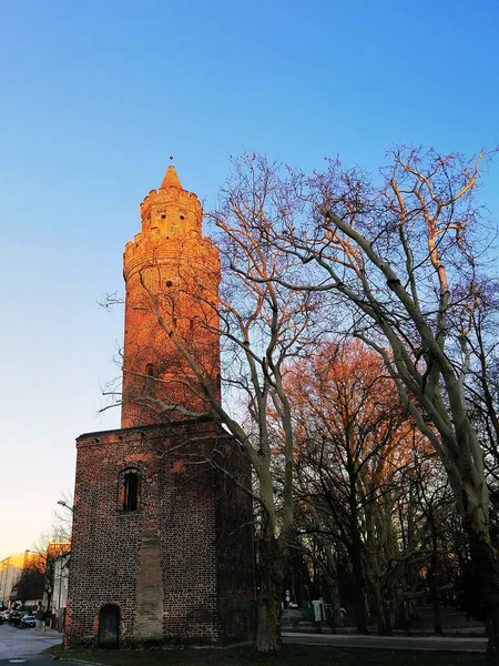 Verticaal schot van een bakstenen toren en naakte bomen ernaast in Stargard, Polen — Stockfoto