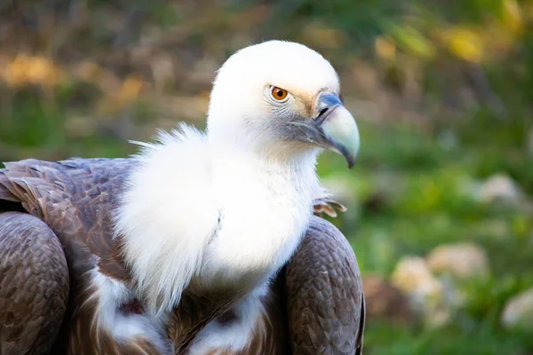 Closeup shot of a vulture's head with watchful eyes — Stock Photo, Image