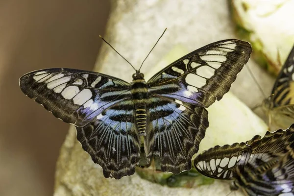Grand Papillon Aux Ailes Bleues Blanches Noires Assis Sur Une — Photo