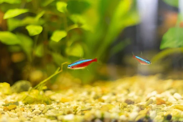 Ένα Επιλεκτικό Πλάνο Εστίασης Μικρών Ψαριών Που Κολυμπούν Στο Ενυδρείο — Φωτογραφία Αρχείου