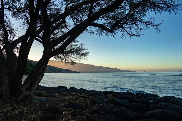 Baum am Strand und Meer während des Sonnenuntergangs — Stockfoto