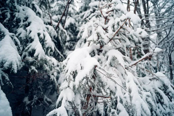 Closeup tiro de abeto árvore coberta de neve — Fotografia de Stock