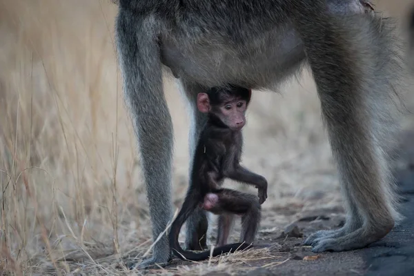 Macaco bebê bonito brincando com sua mãe em um campo de mato — Fotografia de Stock