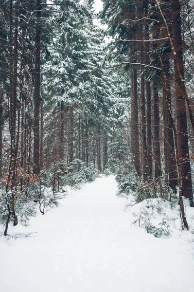 Vue verticale d'une forêt avec de grands arbres recouverts de neige — Photo