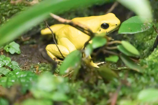 Photo de clôture de la grenouille à ventre jaune dans une forêt avec des feuilles au premier plan — Photo