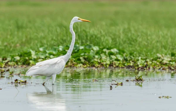 Piękne ujęcie ptaka żyjącego w jeziorze Chilika w Odisha, Indie — Zdjęcie stockowe