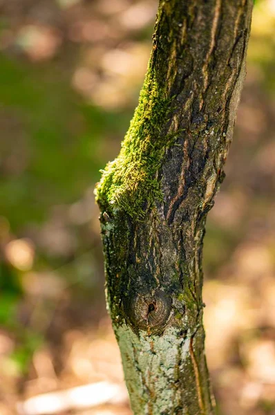 Detailní záběr mechu rostoucí na kmeni stromu s rozmazaným pozadím — Stock fotografie