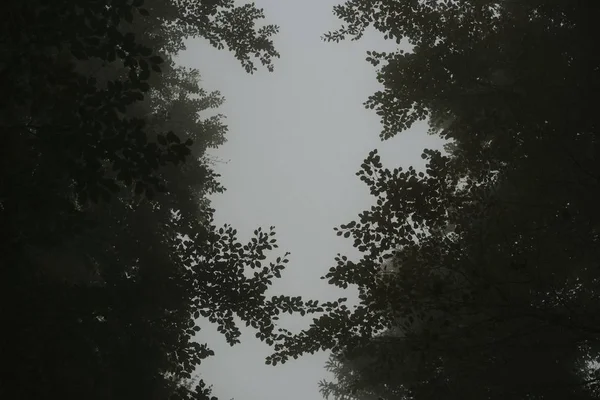 Нижній Знімок Гілок Дерев Частково Покриває Небо — стокове фото