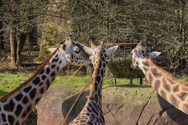 Cerrado tiro de tres jirafas en un zoológico comiendo heno de un alimentador encima de una pared de hormigón. — Foto de Stock