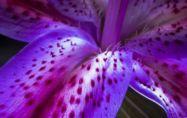 Extreme closeup shot of a single fully bloomed stargazer with soft spines tin the middle — Stock Photo, Image