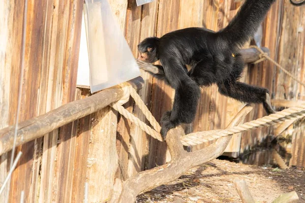 Tembakan dekat dari monyet laba-laba berjalan dan berayun pada jaringan tali dan log di kebun binatang — Stok Foto