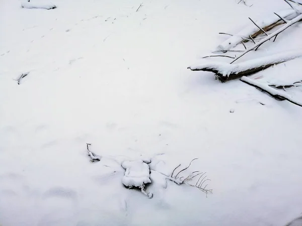 Грунд покрыт ветвями и снегом под солнечным светом в Ларвике в Норвегии — стоковое фото