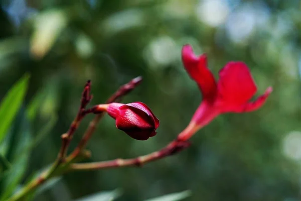 Selektywne ujęcie ostrości dwóch kwiatów oleandry — Zdjęcie stockowe