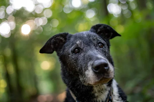 Närbild skott av en gammal hund med en suddig bakgrund — Stockfoto