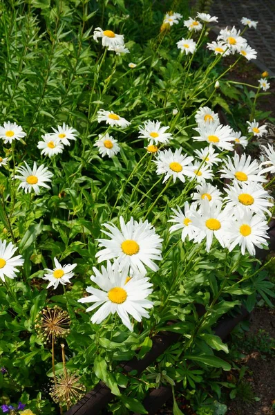 Vertikale Aufnahme von weißen Gänseblümchen — Stockfoto