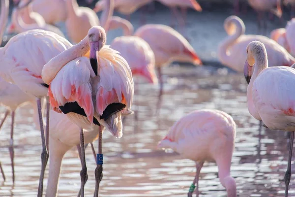 Flamingos watet in einem Teich in einem Tierschutzgebiet — Stockfoto