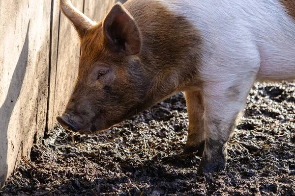 A closeup of a farm pig foraging for food on a muddy ground
