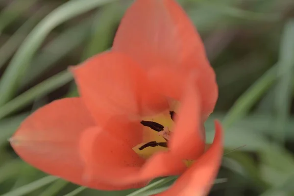 Close-up shot van een rode tulp met geel midden en zwarte helmknoppen in de lente — Stockfoto