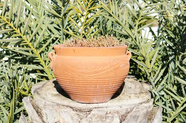 Una Bella Foto Vaso Piante Con Piante Tropicali Sullo Sfondo — Foto Stock