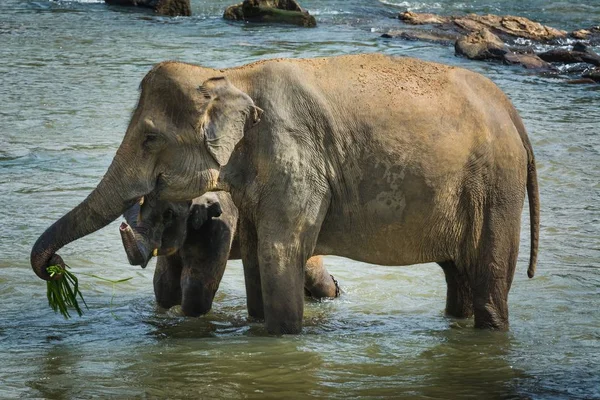Elefante Bebê Perto Sua Mãe Água — Fotografia de Stock