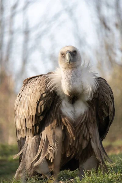 Closeup tiro de um abutre olhando feroz com uma exibição bonita de sua coleira de penas — Fotografia de Stock