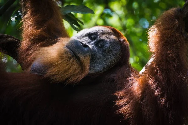 髭を生やしたオランウータンの選択的フォーカスショット — ストック写真