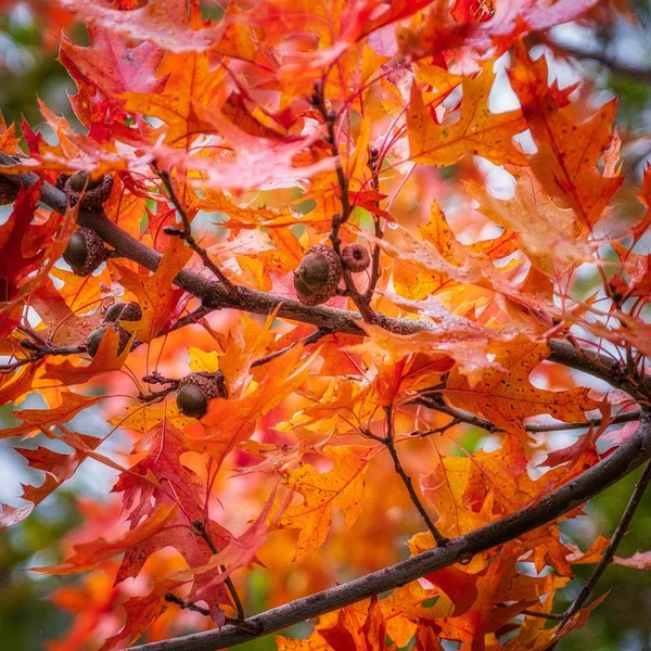 Ahornbladeren aan boomtak overdag — Stockfoto