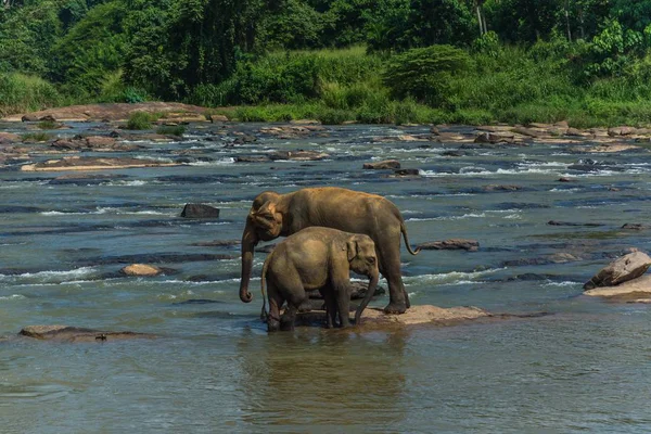 Детеныш слона, гуляющего рядом со своей матерью в воде — стоковое фото