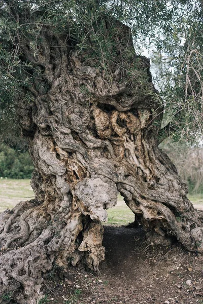 背景がぼんやりとした緑に囲まれた野原の古い木の樹皮の垂直写真 — ストック写真