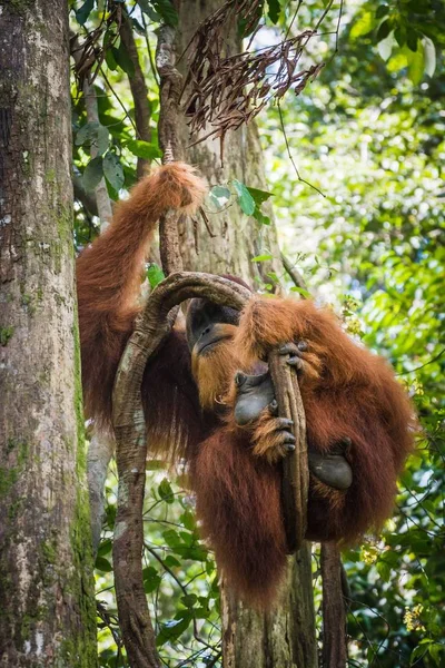 ジャングルの木の枝に眠るオランウータンの垂直ショット — ストック写真