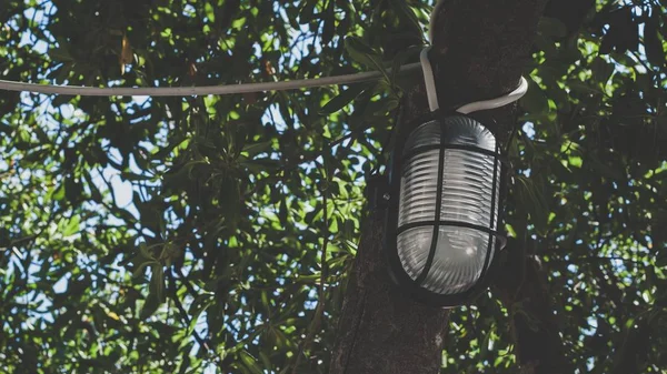 Selectieve scherpstelopname van een oude lamp hangend aan de boom — Stockfoto