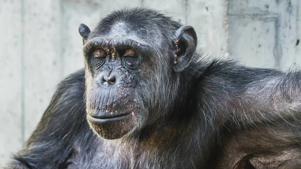 Primer Plano Chimpancé Tranquilo Con Los Ojos Cerrados — Foto de Stock