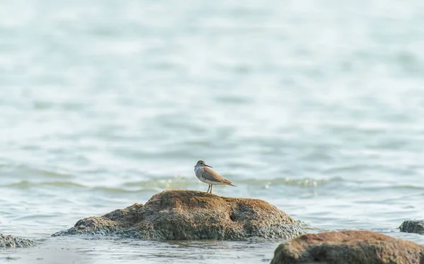 Belo tiro de um pássaro de areia na rocha no oceano na Índia — Fotografia de Stock