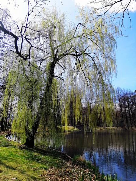 Tiro vertical de uma bela árvore verde ao lado de uma lagoa em Jelenia Góra, Polônia. — Fotografia de Stock