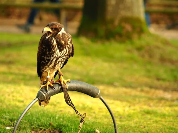 Brede hoek van een zwarte valk die op een stuk metaal staat — Stockfoto