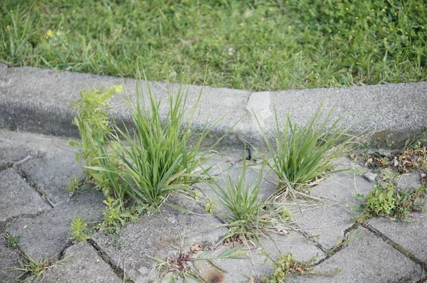Снимок растущей на земле травы — стоковое фото