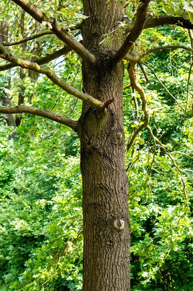 Verticaal schot van een oude boom met vele takken in het bos — Stockfoto
