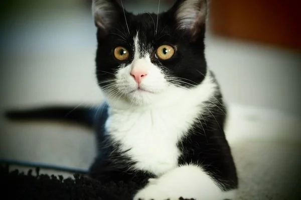 Primo Piano Gatto Della Casa Bianco Nero Durante Giorno — Foto Stock