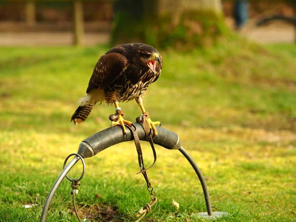 Wide angle shot of a black falcon standing on a piece of metal — Stock Photo, Image