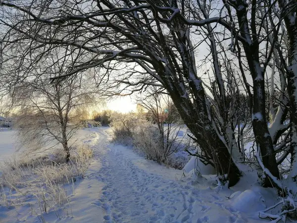 Шлях, оточений деревами, вкритими снігом під сонцем у Ларвіку (Норвегія). — стокове фото