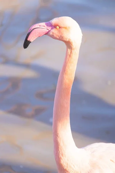 Closeup tiro vertical de um flamingo mostrando seu bico curvo distinto — Fotografia de Stock
