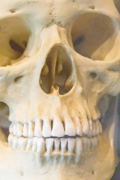 Extrem Närbild Framifrån Bild Mänsklig Skalle Med Komplett Uppsättning Tänder — Stockfoto