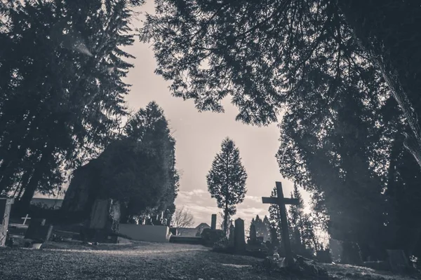 Scatto in bianco e nero di croci, lapidi e alberi — Foto Stock