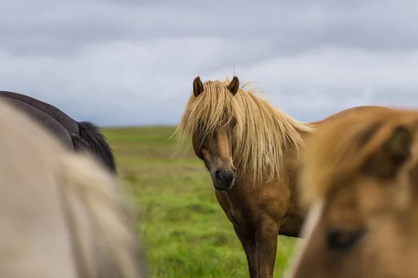 선택적 인 초점긴 털을 가진 갈색 말의 사진 — 스톡 사진