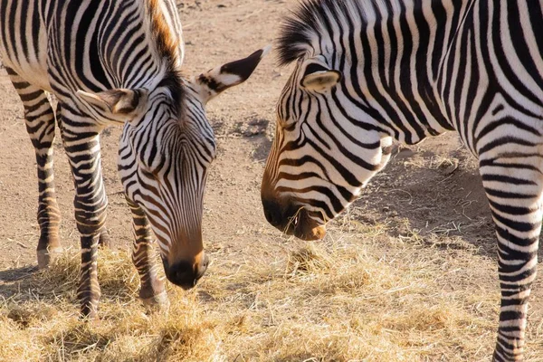 Tembakan jarak dekat dari dua zebra sedang makan jerami dengan tampilan yang indah dari garis-garis mereka — Stok Foto