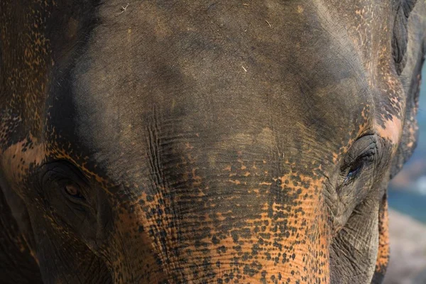 Close-up schot van het hoofd van een olifant — Stockfoto