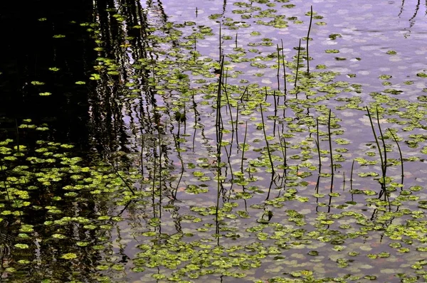 Petites Plantes Aquatiques Vertes Flottant Dans Marécage — Photo