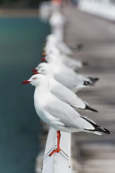 Vertical Shot Seagull Standing Metal Railing — Stock Photo, Image